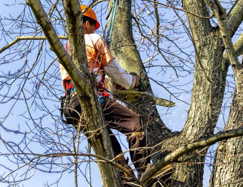 Tree Felling in Progress