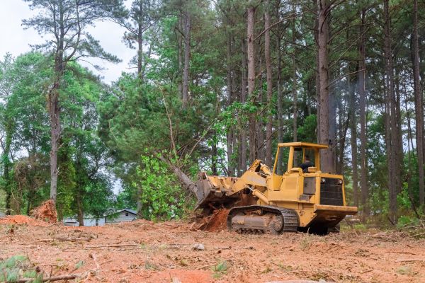Forestry Clearing in Brandon