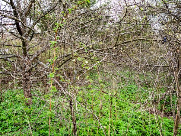 Underbrush Clearing in Brandon