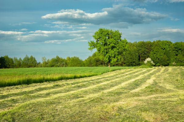 Vegetation Removal in Brandon