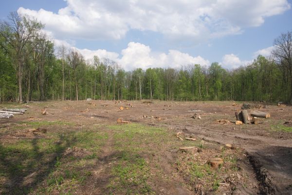 Pasture Clearing in Brandon