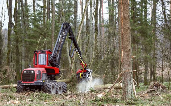 Forest Clearance Service in Brandon