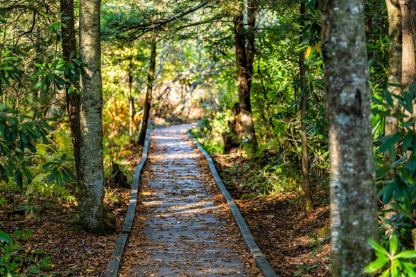 Trail Clearing in Brandon