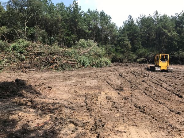 Thicket Clearing in Brandon